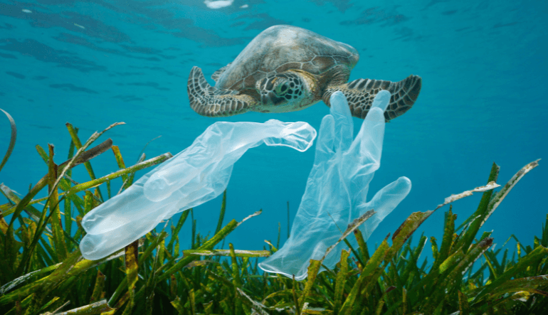 The Lethal Dose: Why a Single Piece of Plastic is Changing the Ocean’s Future—and Our Industrial Destiny